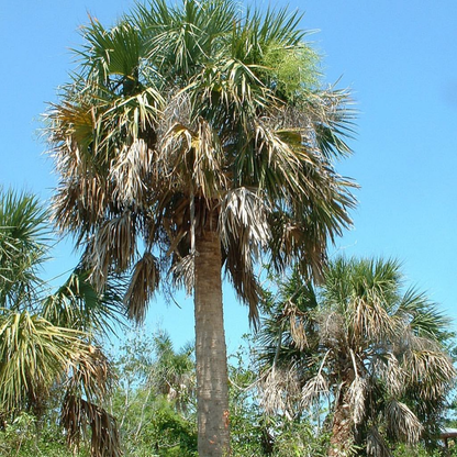 The Palmetto Tree