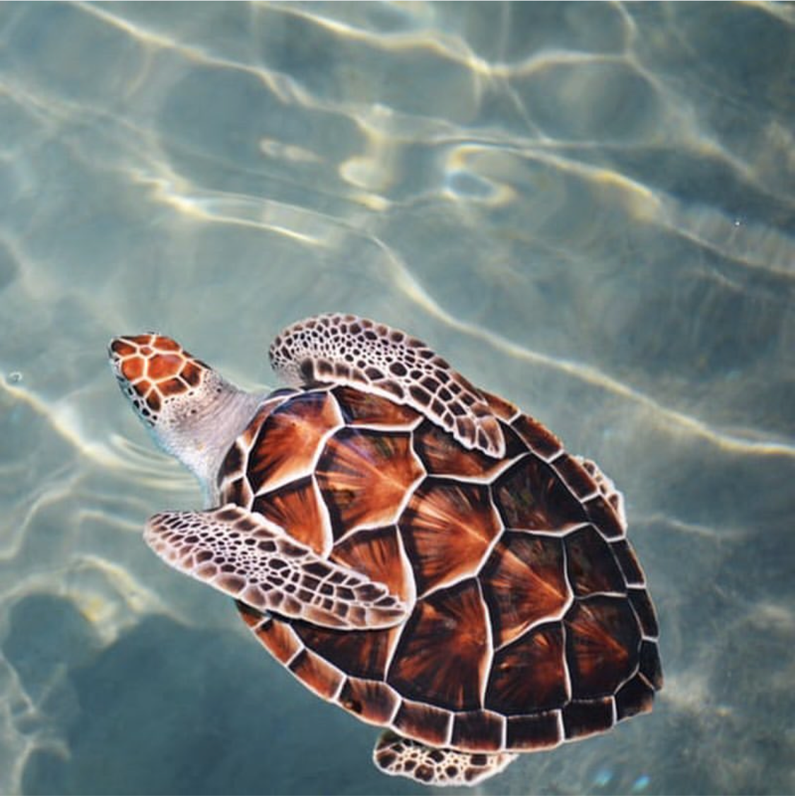 Loggerhead Sea Turtle